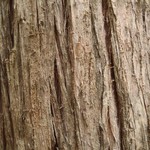 Arthonia didyma