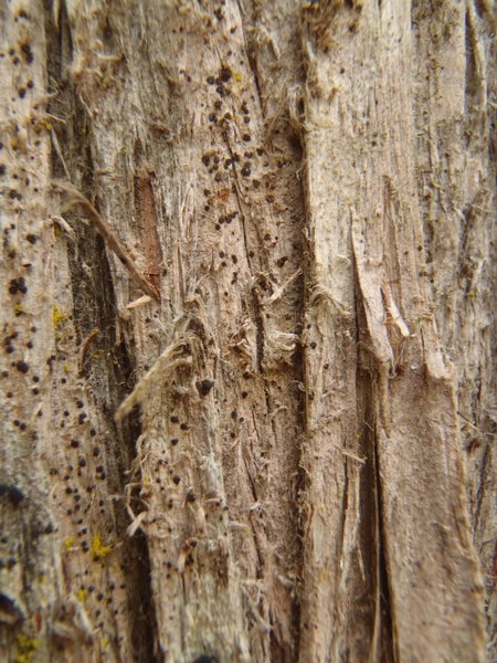 Arthonia didyma