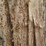 Arthonia didyma
