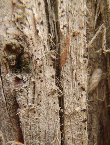 Arthonia didyma