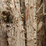 Arthonia didyma