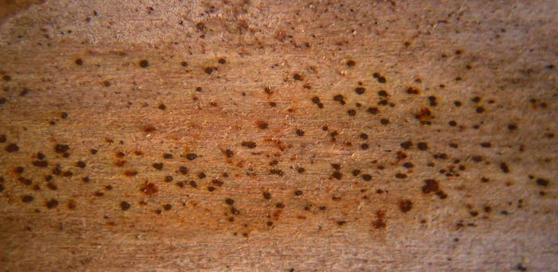 Arthonia didyma