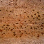 Arthonia didyma