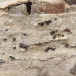 Arthonia dispersa