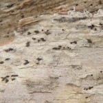 Arthonia dispersa
