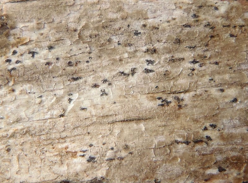 Arthonia dispersa