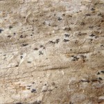 Arthonia dispersa