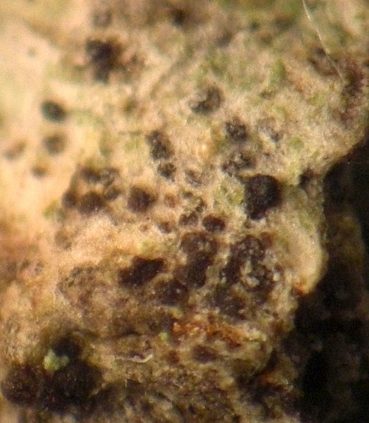 Arthonia dispuncta