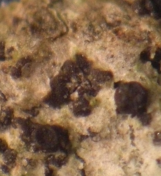 Arthonia dispuncta