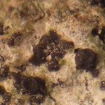 Arthonia dispuncta