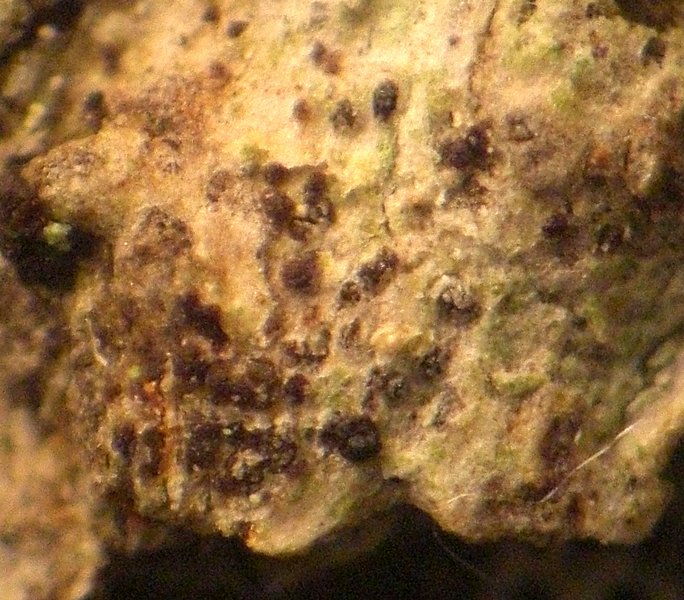 Arthonia dispuncta
