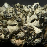 Arthonia epiphyscia