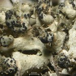 Arthonia epiphyscia