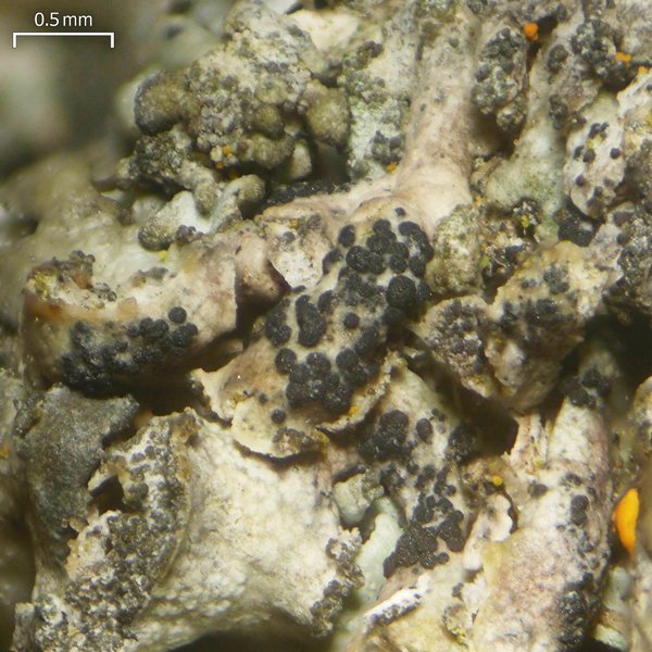 Arthonia epiphyscia
