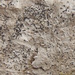 Arthonia excipienda