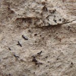 Arthonia excipienda
