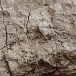 Arthonia excipienda