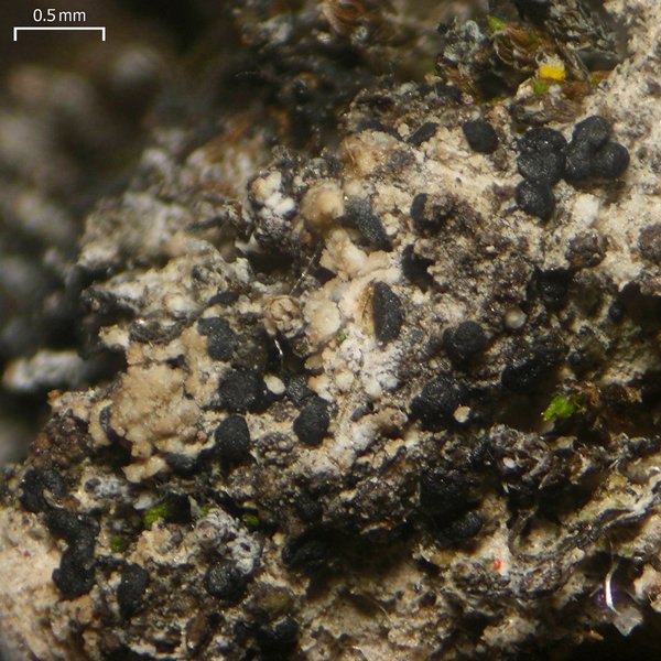 Arthonia glebosa