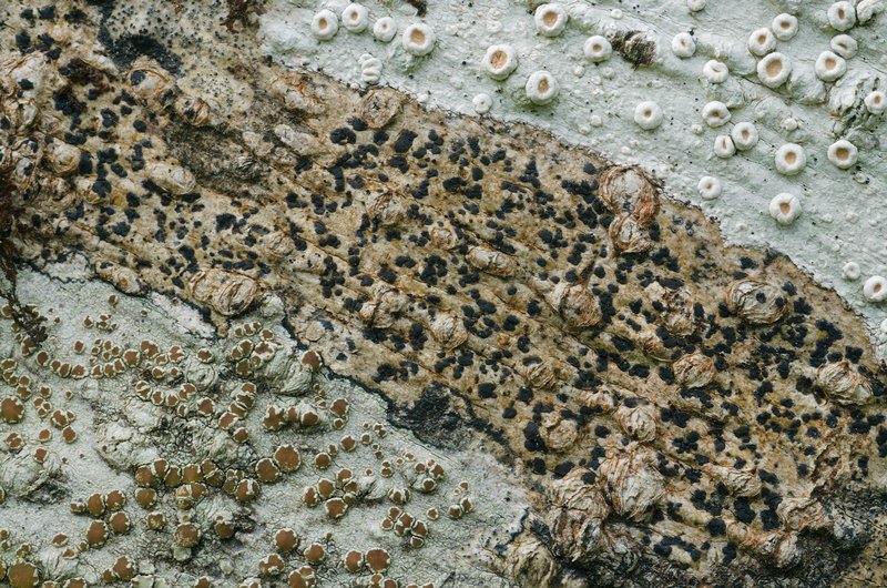 Arthonia ilicina