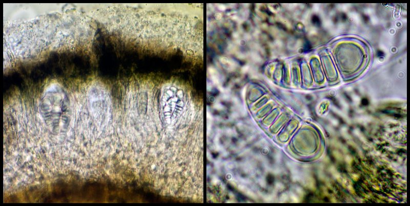 Arthonia ilicina