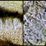 Arthonia ilicina