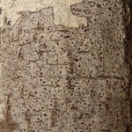 Arthonia ilicina
