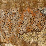 Arthonia ilicina