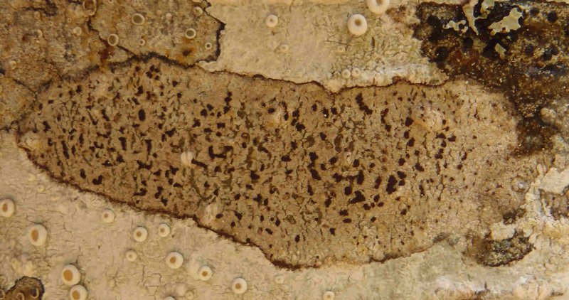 Arthonia ilicina