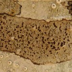 Arthonia ilicina