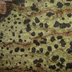 Arthonia interveniens