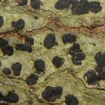 Arthonia interveniens