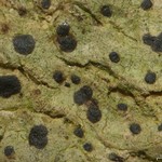 Arthonia interveniens