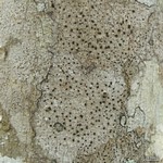 Arthonia interveniens