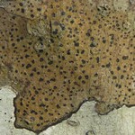 Arthonia interveniens