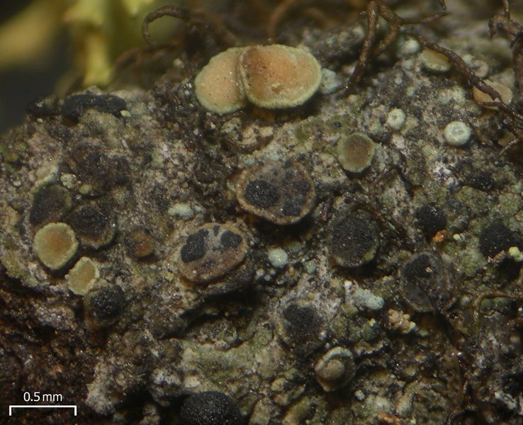 Arthonia lecanorina