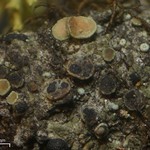 Arthonia lecanorina