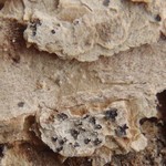 Arthonia leucopellaea