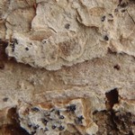 Arthonia leucopellaea