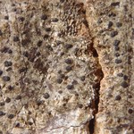 Arthonia macounii