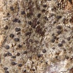 Arthonia macounii