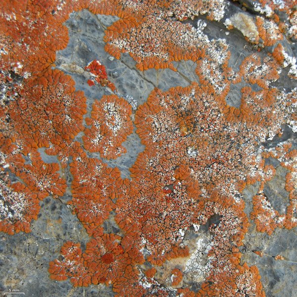 Arthonia molendoi