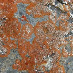 Arthonia molendoi