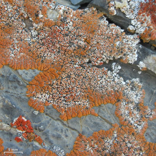 Arthonia molendoi