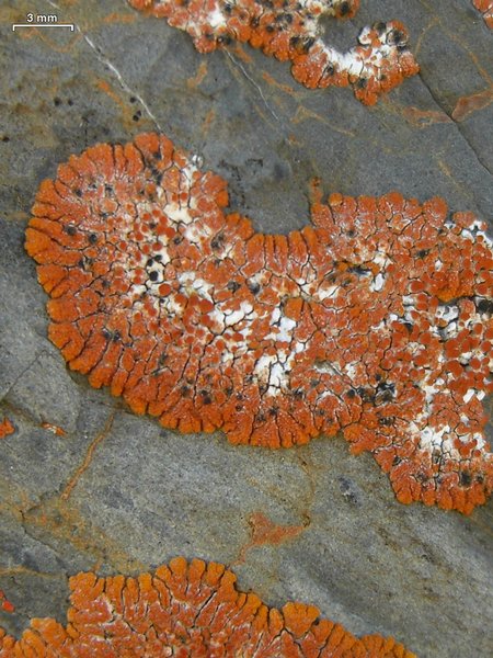 Arthonia molendoi