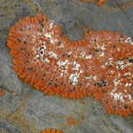 Arthonia molendoi