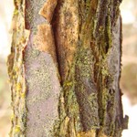 Arthonia muscigena