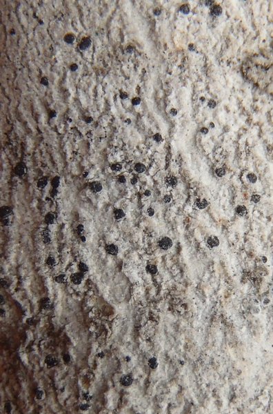 Arthonia patellulata