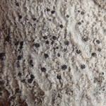 Arthonia patellulata