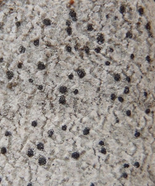 Arthonia patellulata