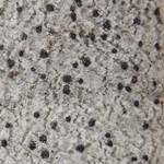 Arthonia patellulata